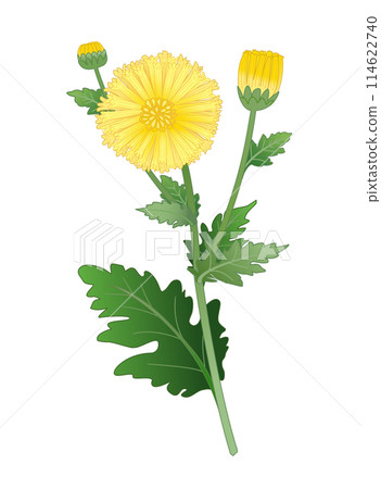 最澄從唐朝帶回的食用菊花 114622740