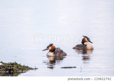 Two waterfowl birds Great Crested Grebes swim in the lake near its nest with eggs, nesting time on the green lake Two waterfowl birds Great Crested Grebes swim in the lake near its nest with eggs, nesting time on the green lake 114622742