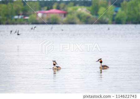 Two Great Crested Grebes swim in the lake Two Great Crested Grebes swim in the lake 114622743