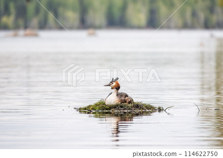 Great Crested Grebe, Podiceps cristatus, water bird sitting on the nest, nesting time on the green lake 114622750
