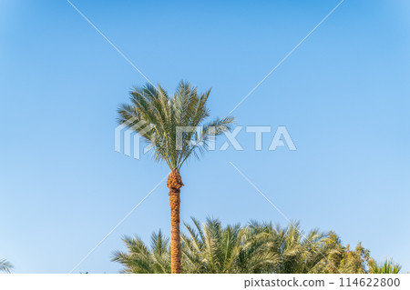 Palm tree with green leaves on blue background Palm tree with green leaves on blue background 114622800