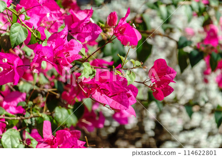 Bougainvillea, Paper flower Bougainvillea hybrida soft focus with blurry background Bougainvillea, Paper flower Bougainvillea hybrida soft focus with blurry background 114622801