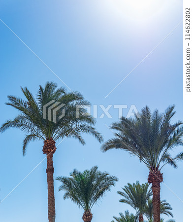 Palm tree with green leaves on blue background Palm tree with green leaves on blue background 114622802