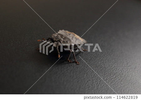 臭蟲黑色背景工作室攝影 114622819