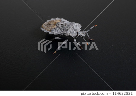 臭蟲黑色背景工作室攝影 114622821