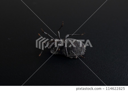 Black background studio photography of a stink bug Black background studio photography of a stink bug 114622825