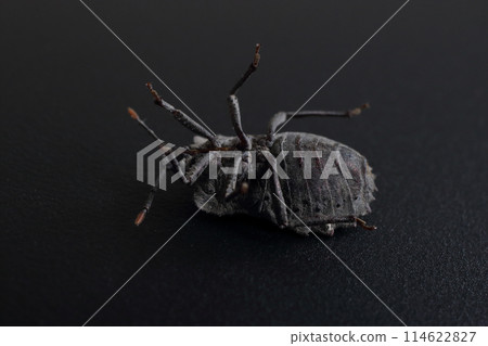Black background studio photography of a stink bug 114622827