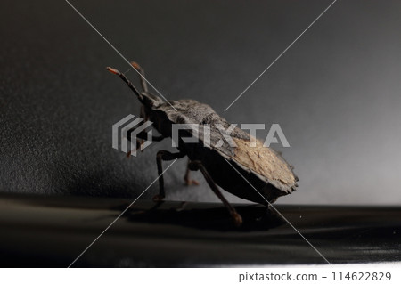 臭蟲黑色背景工作室攝影 114622829