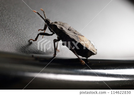 Black background studio photography of a stink bug Black background studio photography of a stink bug 114622830