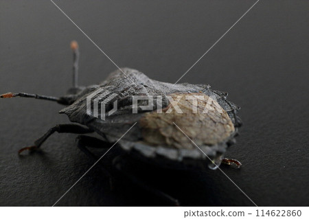 臭蟲黑色背景工作室攝影 114622860