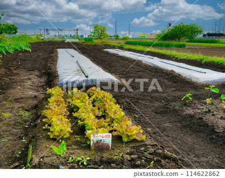 製作陽光生菜－五月田園（埼玉縣春日部市） 114622862