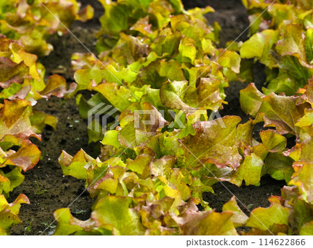 製作陽光生菜－五月田園（埼玉縣春日部市） 114622866