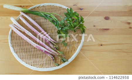 Angelica (Udo) | Spring wild vegetable image 114622938