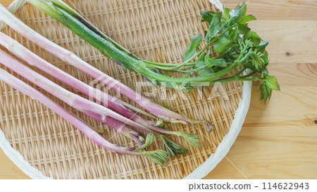 Angelica (Udo) | Spring wild vegetable image 114622943