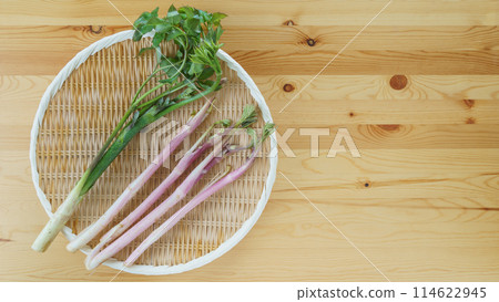 Angelica (Udo) | Spring wild vegetable image 114622945