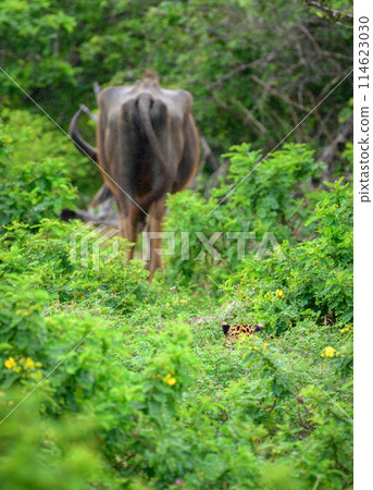 A hungry leopard hiding in the bush and stalking a wild buffalo slowly creeps toward the prey at Yala National Park. A hungry leopard hiding in the bush and stalking a wild buffalo slowly creeps toward the prey at Yala National Park. 114623030