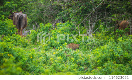 A hungry leopard stalking a wild buffalo at Yala National Park. A hungry leopard stalking a wild buffalo at Yala National Park. 114623031