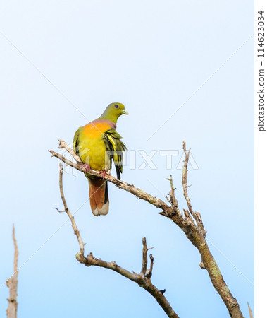Orange-breasted Green Pigeon (Treron bicinctus) perch against clear blue sky background. Orange-breasted Green Pigeon (Treron bicinctus) perch against clear blue sky background. 114623034