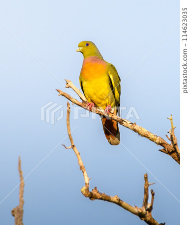 Orange-breasted Green Pigeon (Treron bicinctus) perch against a clear sky at Yala National Park, Sri Lanka. Orange-breasted Green Pigeon (Treron bicinctus) perch against a clear sky at Yala National Park, Sri Lanka. 114623035