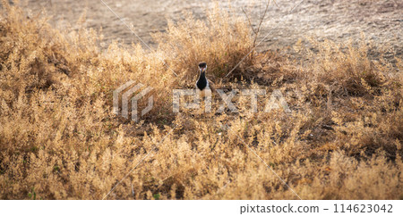 Red-wattled Lapwing (Vanellus indicus) chick walks through the grass at Yala National Park. 114623042