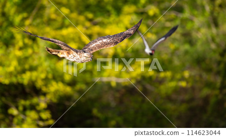 Changeable hawk-eagle chased by red-wattled lapwing. 114623044