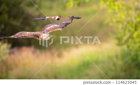 Changeable hawk-eagle chased by red-wattled lapwing. 114623045