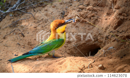 Chestnut-headed bee-eater bird with a catch going inside the tunnel, nest hole in the sandbanks to feed the chicks Chestnut-headed bee-eater bird with a catch going inside the tunnel, nest hole in the sandbanks to feed the chicks 114623078