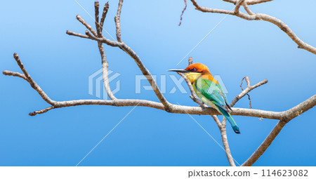 Beautiful Chestnut-headed bee-eater bird (Merops leschenaulti) perch isolated against clear blue skies at Yala National Park 114623082