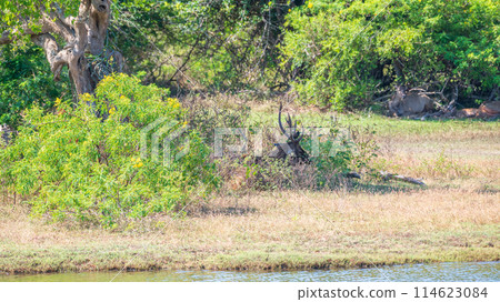 Sri Lankan Sambar deers resting under the shade of a tree on a hot sunny day. Sri Lankan Sambar deers resting under the shade of a tree on a hot sunny day. 114623084
