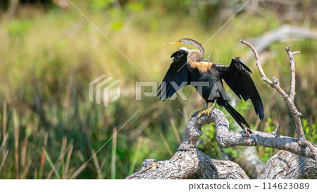 Oriental Darter drying itself with outstretched wings, perched on a fallen tree in Yala National Park. 114623089