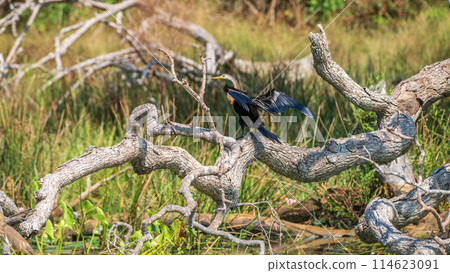 Oriental Darter drying itself with outstretched wings, perched on a fallen tree in Yala National Park. 114623091