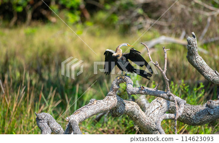 Oriental Darter drying itself with outstretched wings, perched on a fallen tree in Yala National Park. 114623093
