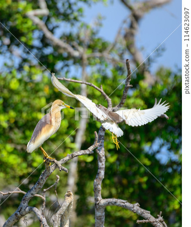 Indian Pond Heron pair with breeding plumage. 114623097