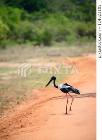 Black-necked Stork crossing the dirt road at Yala National Park. The tallest and rarest bird in Sri Lanka. Black-necked Stork crossing the dirt road at Yala National Park. The tallest and rarest bird in Sri Lanka. 114623105