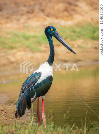 Black-necked Stork at Yala National Park. The largest and rarest bird in Sri Lanka. 114623109