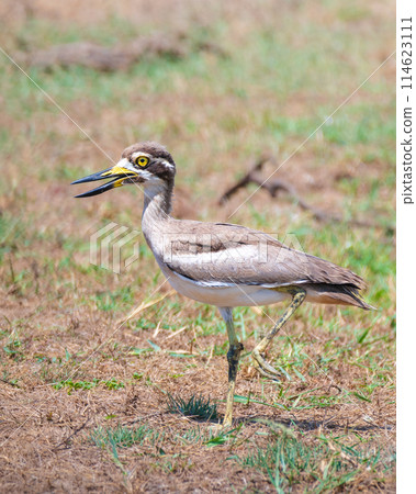 Great Thick-knee standing on one leg close up at Yala National Park. Great Thick-knee standing on one leg close up at Yala National Park. 114623111