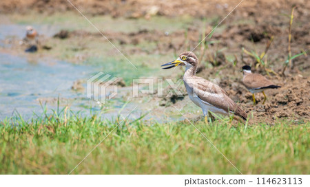 Great Thick-knee wading at Yala National Park. 114623113