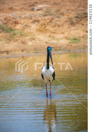 Black-necked Stork foraging at shallow water pond at Yala National Park. Close-up portrait photo of the largest and rarest bird in Sri Lanka. Black-necked Stork foraging at shallow water pond at Yala National Park. Close-up portrait photo of the largest and rarest bird in Sri Lanka. 114623116