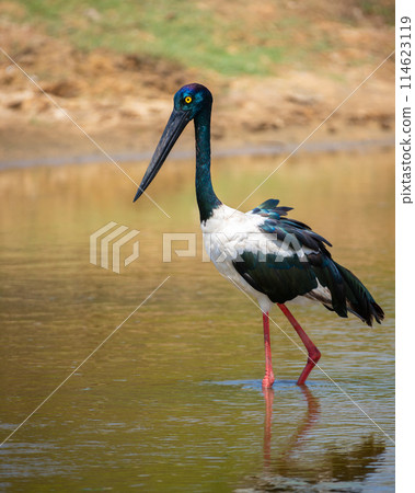 Black-necked Stork foraging at shallow water pond at Yala National Park. Close-up portrait photo of the tallest and rarest bird in Sri Lanka. Black-necked Stork foraging at shallow water pond at Yala National Park. Close-up portrait photo of the tallest and rarest bird in Sri Lanka. 114623119