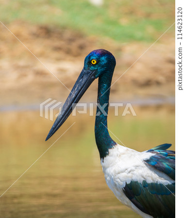 Female Black-necked Stork bird close-up portrait shot, Beautiful safari sighting at Yala National Park. The largest and rarest bird in Sri Lanka. Female Black-necked Stork bird close-up portrait shot, Beautiful safari sighting at Yala National Park. The largest and rarest bird in Sri Lanka. 114623120