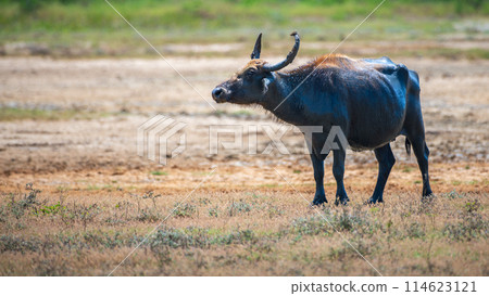 Wild Water Buffalo (Bubalus bubalis) also called Asian buffalo standing in a dried-up muddy field side view, seen at Yala National Park. 114623121