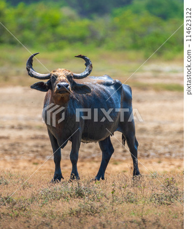 Sri Lankan Wild Water Buffalo (Bubalus bubalis) also called Asian buffalo stands in a dried-up close-up portrait shot taken at Yala National Park. 114623122