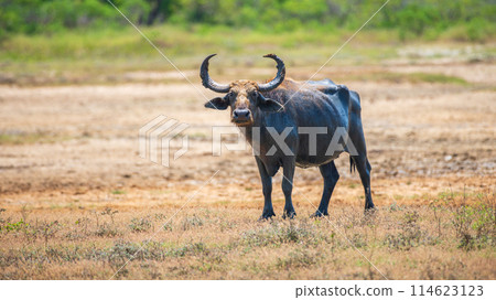Wild water buffalo (Bubalus bubalis) also called Asian buffalo or Asiatic buffalo standing on a field and looking at the camera, natural habitat shot from the Yala National Park. Wild water buffalo (Bubalus bubalis) also called Asian buffalo or Asiatic buffalo standing on a field and looking at the camera, natural habitat shot from the Yala National Park. 114623123