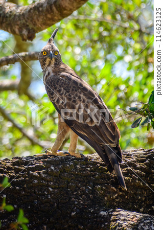 Crested hawk-eagle (Nisaetus cirrhatus) perch at Yala National Park. 114623125