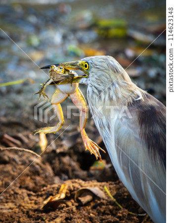 Indian pond heron eating a frog close up at Yala National Park 114623148