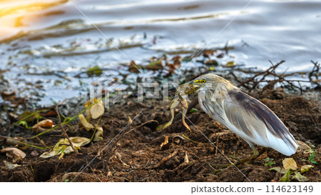 Indian pond heron eating a frog at Yala National Park. 114623149