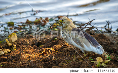 Indian pond heron eating a frog at Yala National Park. 114623150