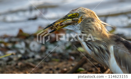 Indian pond heron eating a frog at Yala National Park. 114623155