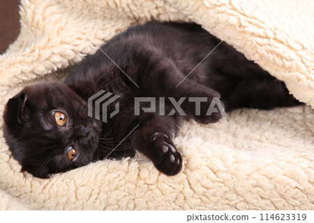Black kitten british shorthair with yellow eyes on beige background Black kitten british shorthair with yellow eyes on beige background 114623319