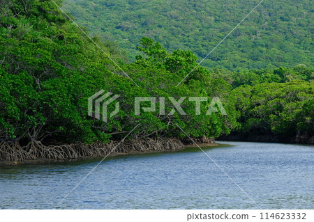 Fukido River and the Mangrove Forest Fukido River and the Mangrove Forest 114623332